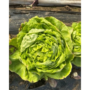 Salata verde, ECO, 1 buc - Img 2