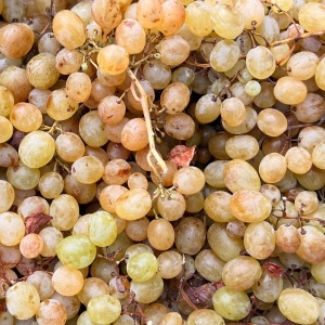 Struguri albi romanesti, ECO, 1kg