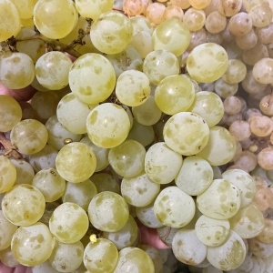 Struguri Muscat Ottonel, ECO, 1kg