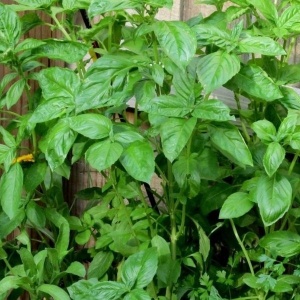 Busuioc Genovez, ECO, 30g