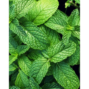 Menta,ECO, 30g - Img 2