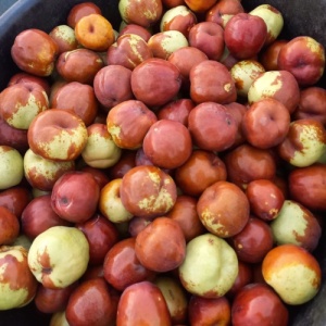 Mix Jujube românești (curmale chinezești) – 400 g (rotunde si ovale)