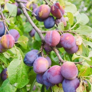Prune Anna Spath, ECO, 1Kg