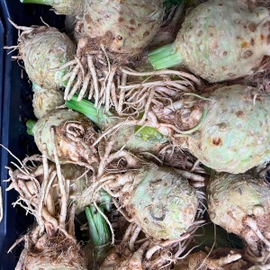 Telina de radacina romanesca, ECO, aprox 400g (calibru mic) - Img 2