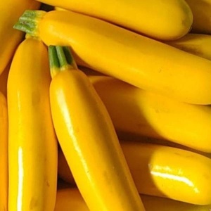 Zucchini galben, roamanesc ECO, min 700g