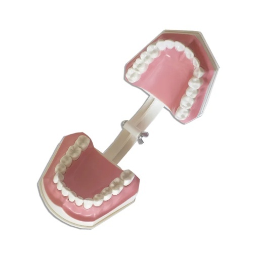 Model dentar - Img 2