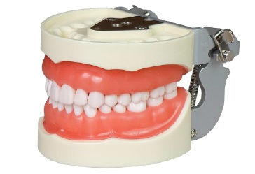 Modele dentare standard pentru pregătire și instruire - Img 4