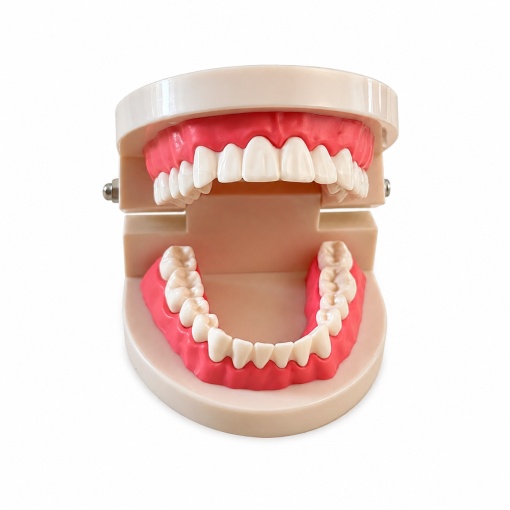 Modele dentare standard pentru pregătire și instruire - Img 2