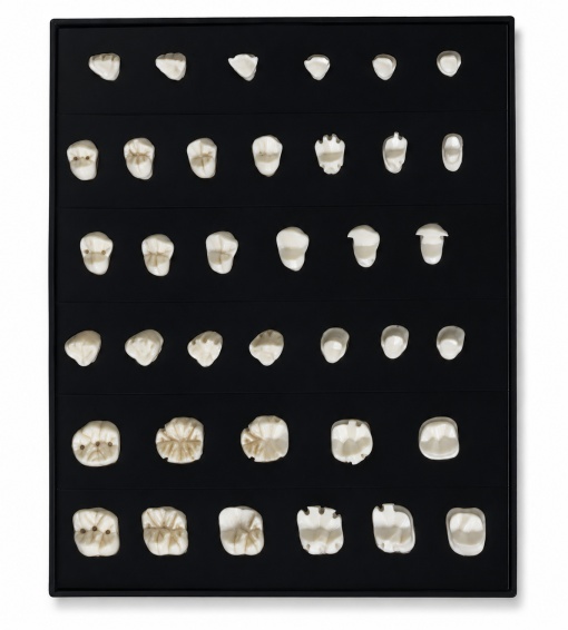 Modele dentare diverse si acesorii - Img 11