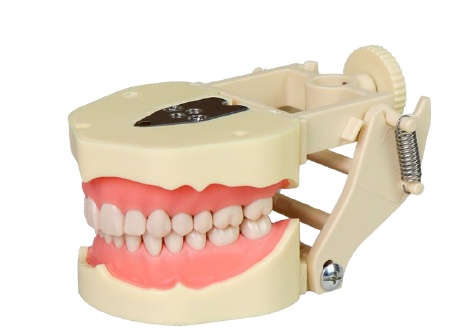 Modele dentare standard pentru pregătire și instruire - Img 5