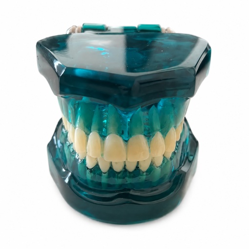 Modele dentare standard pentru pregătire și instruire - Img 9