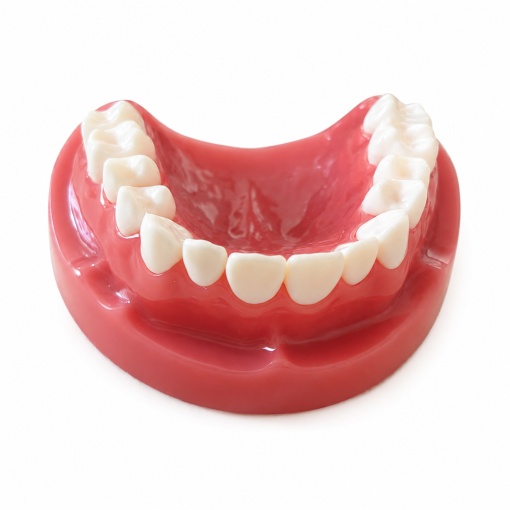 Modele dentare standard pentru pregătire și instruire - Img 7