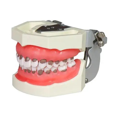 Modele dentare diverse si acesorii - Img 3