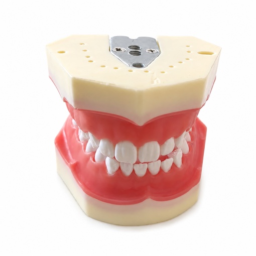 Modele dentare standard pentru pregătire și instruire - Img 8