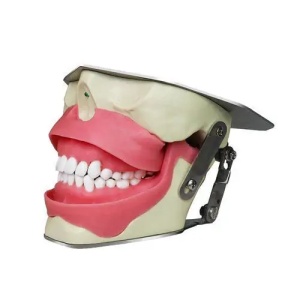 Modele dentare diverse si acesorii
