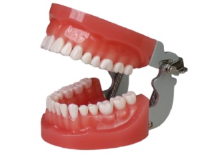 Modele dentare standard pentru pregătire și instruire