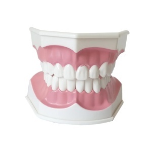 Model dentar