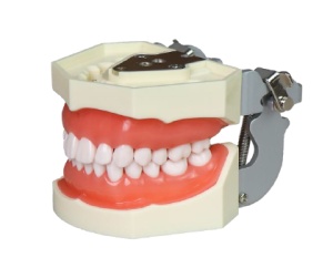Modele dentare standard pentru pregătire și instruire