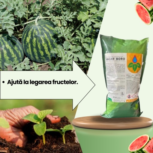 BIOPACK Etapa 3 Pepeni - Inflorire si Dezvoltarea Fructelor - Img 2