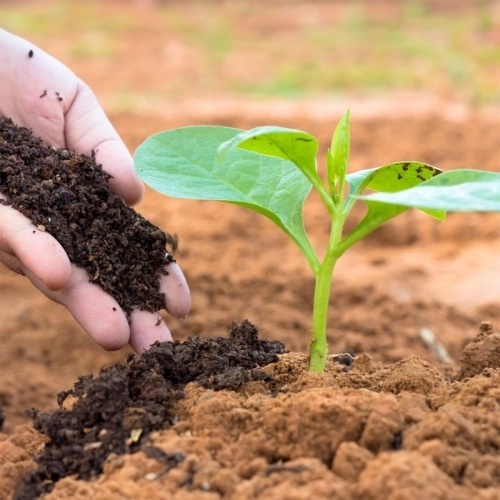 Fertilizant Ortitec: Solutie naturala pentru nutritia eficienta a plantelor - Img 2