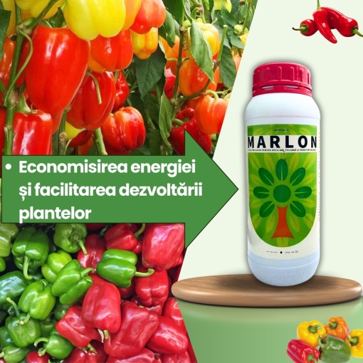 BIOPACK Etapa 2 ARDEI – Dezvoltare Vegetativa si Fructificare - Img 2
