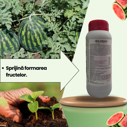 BIOPACK Etapa 3 Pepeni - Inflorire si Dezvoltarea Fructelor - Img 3