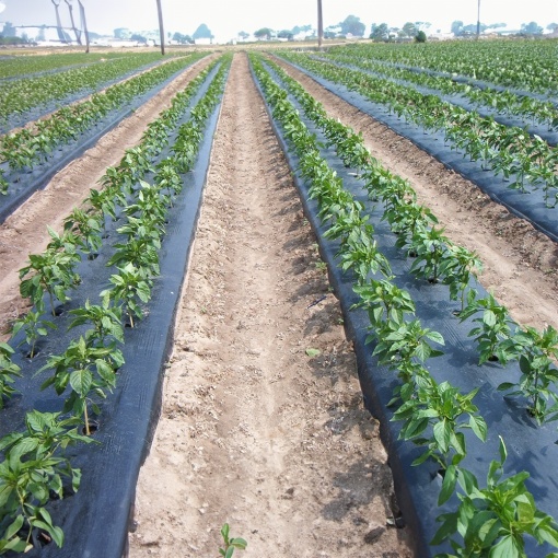 Folie Agricola Neagra 0.8m x 100m pentru Mulcire in Gradina - Img 4