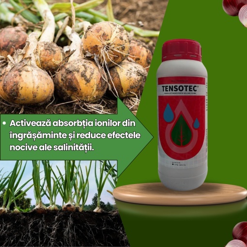 BIOPACK Faza 1 Ceapa - Pregatirea solului pana la aparitia bulbului - Img 3