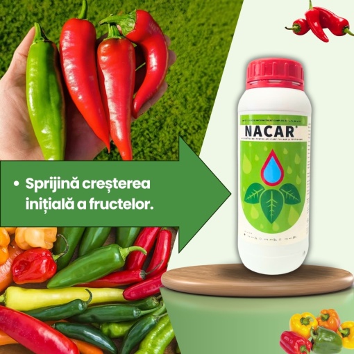 BIOPACK Etapa 2 ARDEI – Dezvoltare Vegetativa si Fructificare - Img 4
