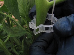 Cleme din plastic dur pentru sustinerea plantelor, 23 mm diametru - Img 4