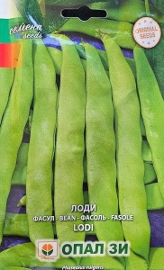 Seminte de Fasole LODI pentru Gradina, cu boabe mari albe