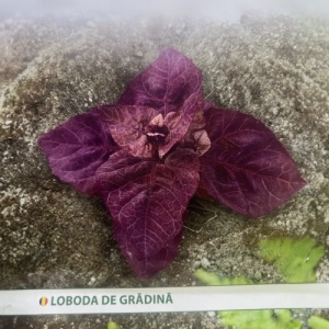 Seminte Loboda de Gradina pentru cultivare primavara