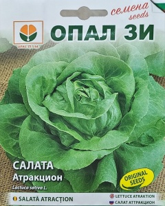 Seminte Salata ATRACTION, capatana medie rotunda
