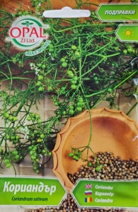 Seminte de CORIANDRU, utilizate drept condiment in mancaruri