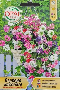Seminte de Verbena cu crestere curgatoare, planta cu inflorire continua