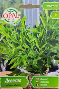 Seminte de LEUSTEAN, planta ce creste pana la 1.5m