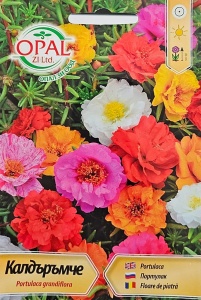 Mix de Seminte Floare de Piatra - ideale pentru ghivece, jardiniere si stancarii