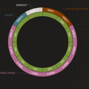 Biobizz Juju Royal Grow Soldier feeding chart