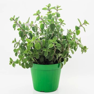 Semințe de Oregano ± 7.500 de semințe (1g)