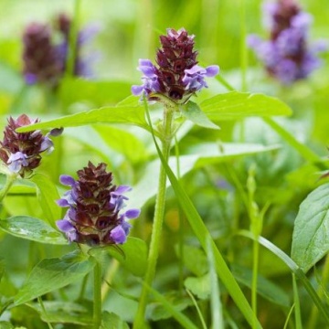 Semințe de Prunella vulgaris- 0,2 g / ± 100 buc - Img 2