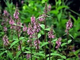 Semințe de Stachys palustris- 1g - Img 5