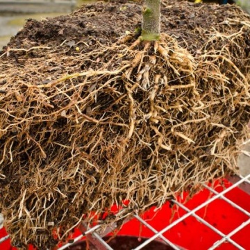 Ghiveci Air-Pot 9l -  stimulează creșterea și previne răsucirea rădăcinilor 