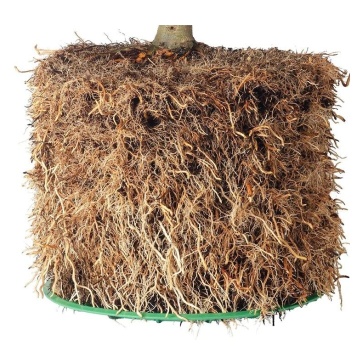Ghiveci Air Pruning Root Plus - Stimulează dezvolării rădăcinii și previne încâlcirea