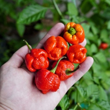 Semințe ardei iute Trinidad Scorpion Moruga - 5 buc.