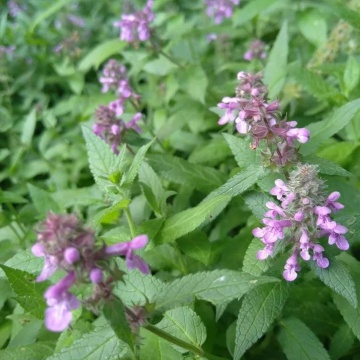 Semințe de Stachys palustris- 1g