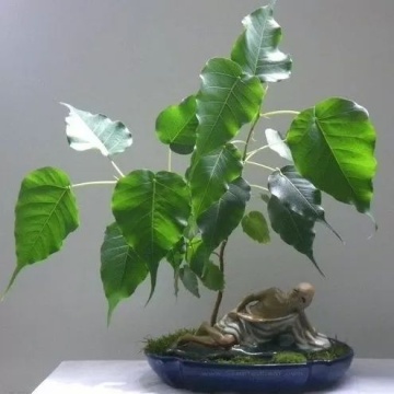 Seminte Ficus Sacru / Ficus religiosa - 2 grame