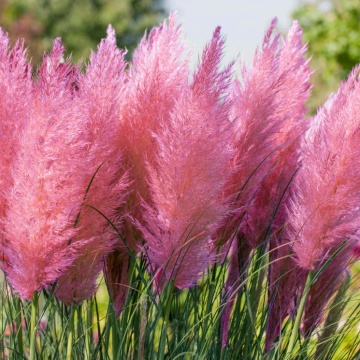 Semințe Iarba de Pampas Roz - (Cortaderia Selloana) - 2500 de seminte (0,5g)