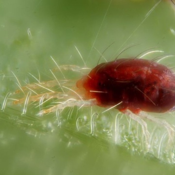 SMC Spidermite Control 100ml - Insecticid natural împotriva păianjănului roșu (acarieni)