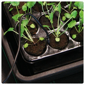 Termostat saltele încălzite - max.1000W - ROOT!T