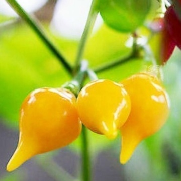 Semințe ardei iute „Biquinho Amarela” (Capsicum chinense) - 15 buc - Img 2